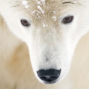 Polar bear (Ursus maritimus) head close-up portrait of an adult male, with snowflakes on fur, Barter Island, 1002 area of the Arctic National Wildlife Refuge, Alaska