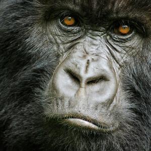 Mountain gorilla (Gorilla beringei beringei) young female, portrait, Volcanoes NP, Virunga mountains, Rwanda