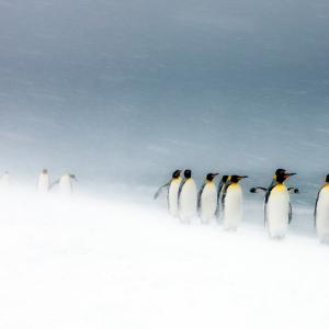King Penguins (Aptenodytes patagonicus) walking in line in snow storm, South Georgia.