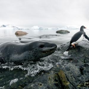 eopard seal (Hydrurga leptonyx) hunting Gentoo Penguin