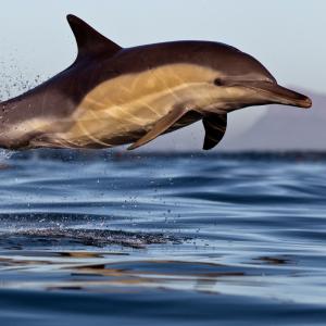 Common dolphin