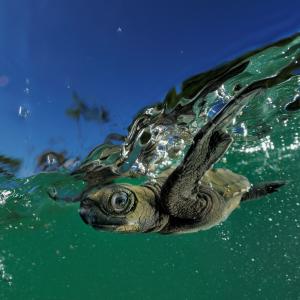 Marine turtle hatchling swimming through wave swell