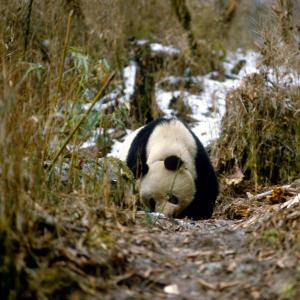 Panda sniffing the ground