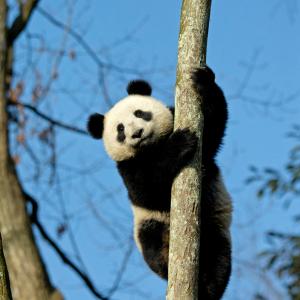 Panda clinging to a tree