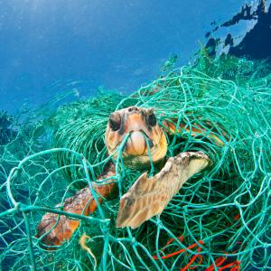 Loggerhead turtle trapped in a drifting abandoned net