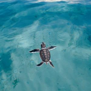 Swimming baby Green sea turtle, Pacific Ocean