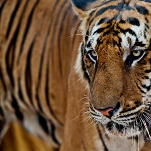 A tiger in the Kuchanaburi tiger temple, Thailand