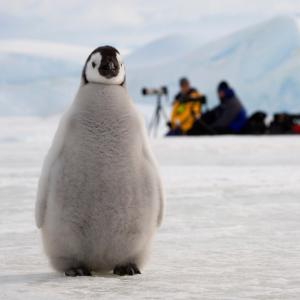 Emperor penguin chick by a line of photographers
