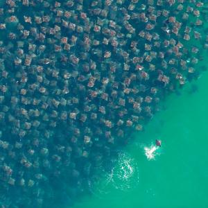 A huge group Eagle Rays in the Pacific Ocean