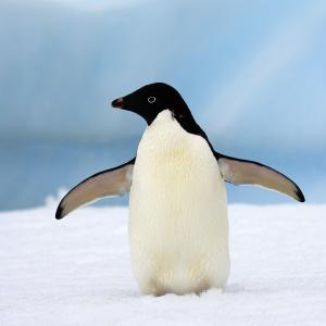 Adelie penguin facing left