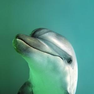 Bottlenose dolphin