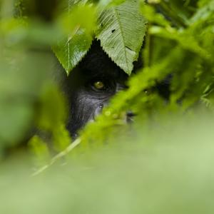 Gorilla hiding in the undergrowth