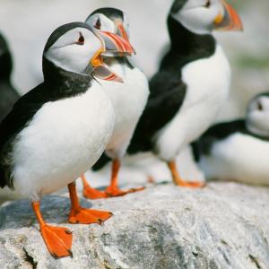 Atlantic puffins