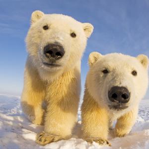 Two curious young Polar bears © naturepl.com / Steven Kazlowski / WWF
