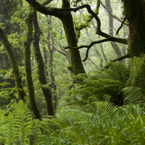 Damp woodland near Lynton in north Devon, UK