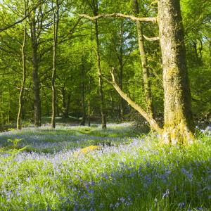 Bluebells in spring woodland Ambleside, Cumbria, UK.