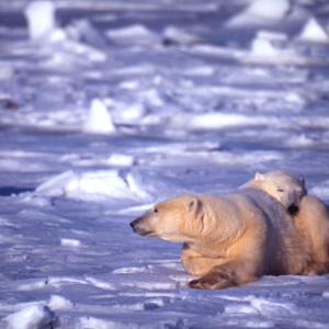 Polar bears