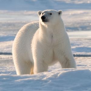 Male polar bear