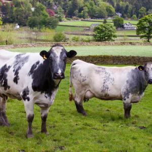 Cows are seen at the Under Helm Farm in Grasmere, Lake District, UK