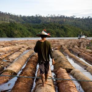 PT Ratah Timber, base camp for 97,690 Ha of concession. Logs are being rafted to be sent to a plywood processing plant, East Kalimantan, Borneo © WWF  Simon Rawles