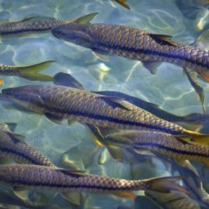 Golden mahseer India