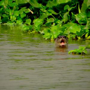 Smooth-coated otter India