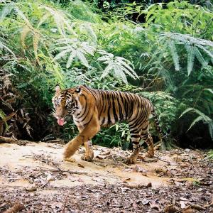 Tiger camera trap
