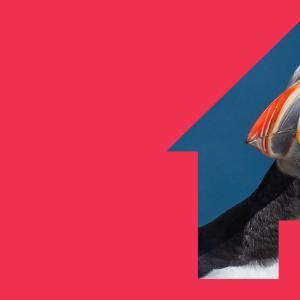 Warm Homes puffin