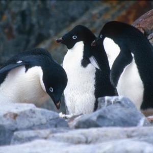 Pygoscelis adeliae, Adelie penguin. Adelie penguins, rookery, Petermann Island, Antarctic Peninsula. Antarctica