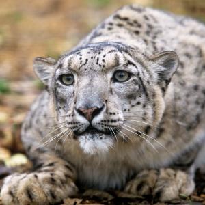 Snow leopard