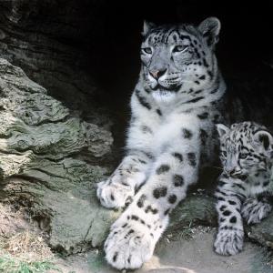 Snow leopard female with cub