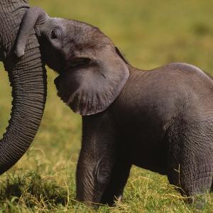 African elephant Calf kissing mother Amboseli National Park, Kenya