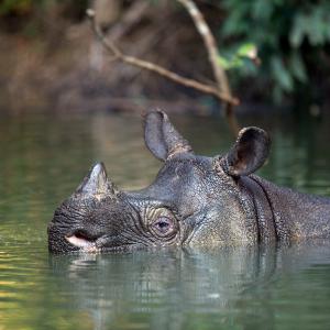 Javan rhino, Ujung Kulon National Park, Indonesia