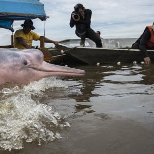 The team manages to net a group of four Amazon River Dolphins in Quebrada Valencia, a small tributary of the Loretayacu River Amazonas, Colombia.