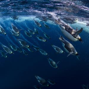 Emperor penguins (Aptenodytes forsteri) diving, Ross Sea, Antarctica.  Picture taken from the Mario Zuchelli Base.