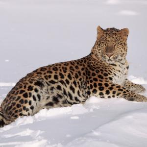 Amur leopard (Panthera pardus orientalis)