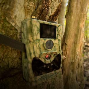 Camera trap on a tree