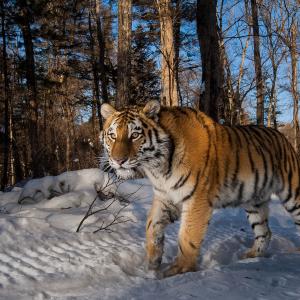 Tiger walking in the snow