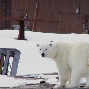 Polar bear, Amderma village, Russia