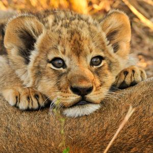 Lion cub resting on mom in the savanna in Africa