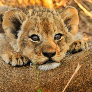 Lion cub resting on mom in the savanna in Africa