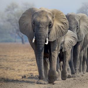 African elephants © Richard Barrett / WWF-UK