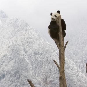 Giant panda, China © naturepl.com / Juan Carlos Munoz / WWF