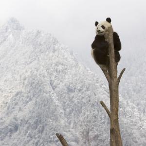 Giant panda, China © naturepl.com / Juan Carlos Munoz / WWF