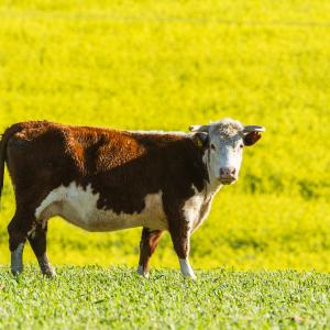 Beef Cattle grazing on transformed grassland