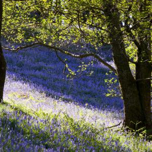 Bluebells growing near Rydal in the Lake District, UK.