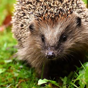 Young hedgehog