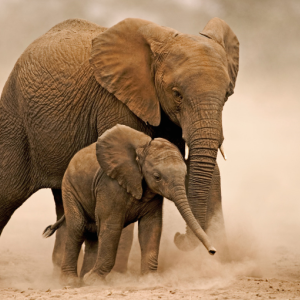 Elephant walking with calf