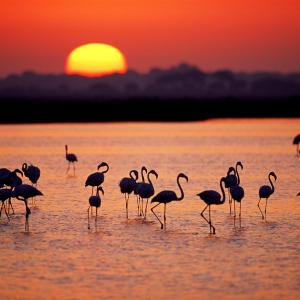 A group of Greater flamingos (Phoenicopterus ruber) in a marsh, at sunset, Coto DoÌ±ana National Park, Andalucia, Spain.