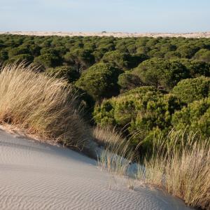 Sand dunes encroaching on pine trees (Pinus sp) with marram grass (Ammophila arenaria) growing on dunes, Donana National & Natural Par